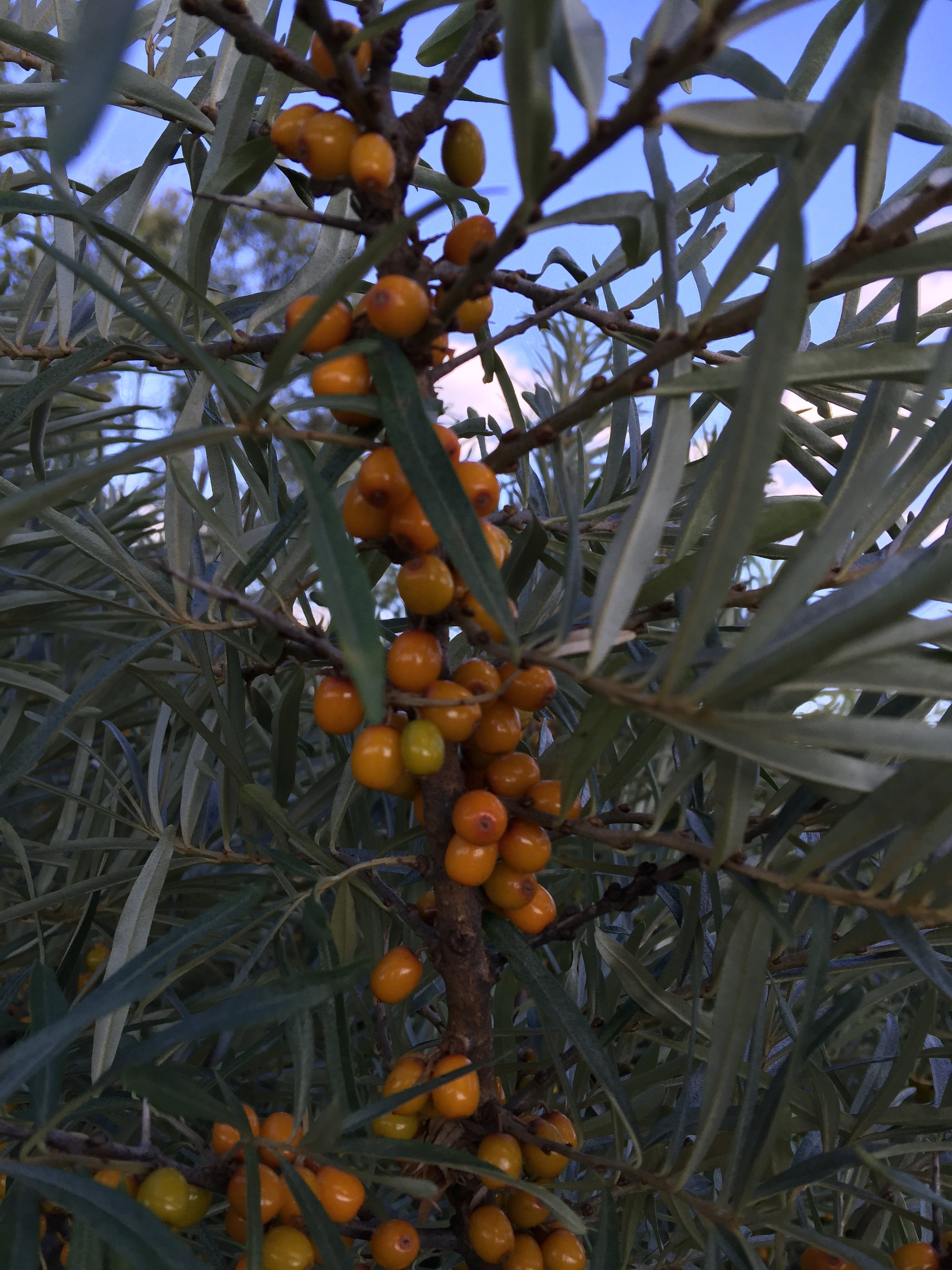 Магазинчик Чая - Бодибилдинг форум AnabolicShops