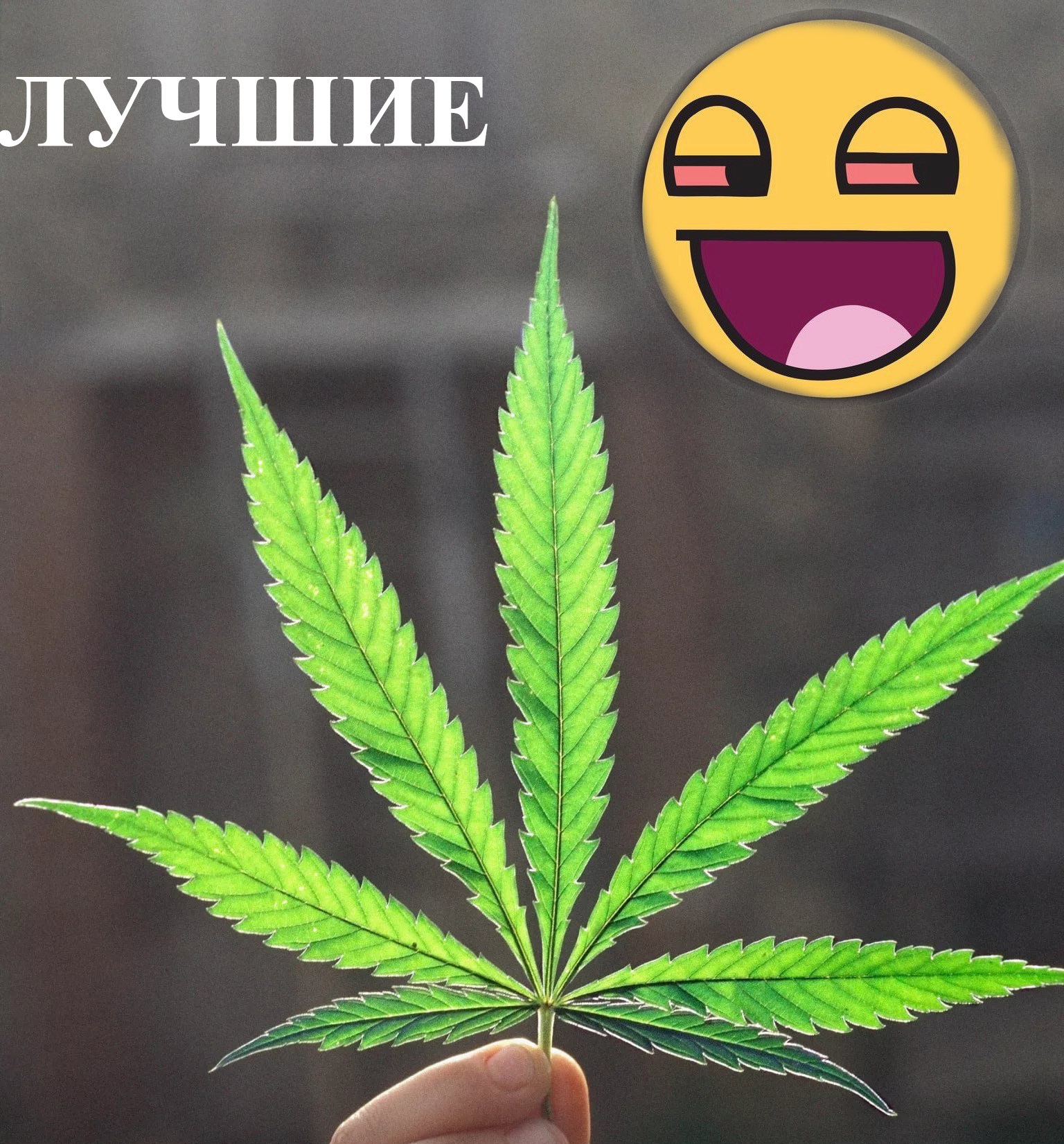 Магазинчик Чая - Бодибилдинг форум AnabolicShops