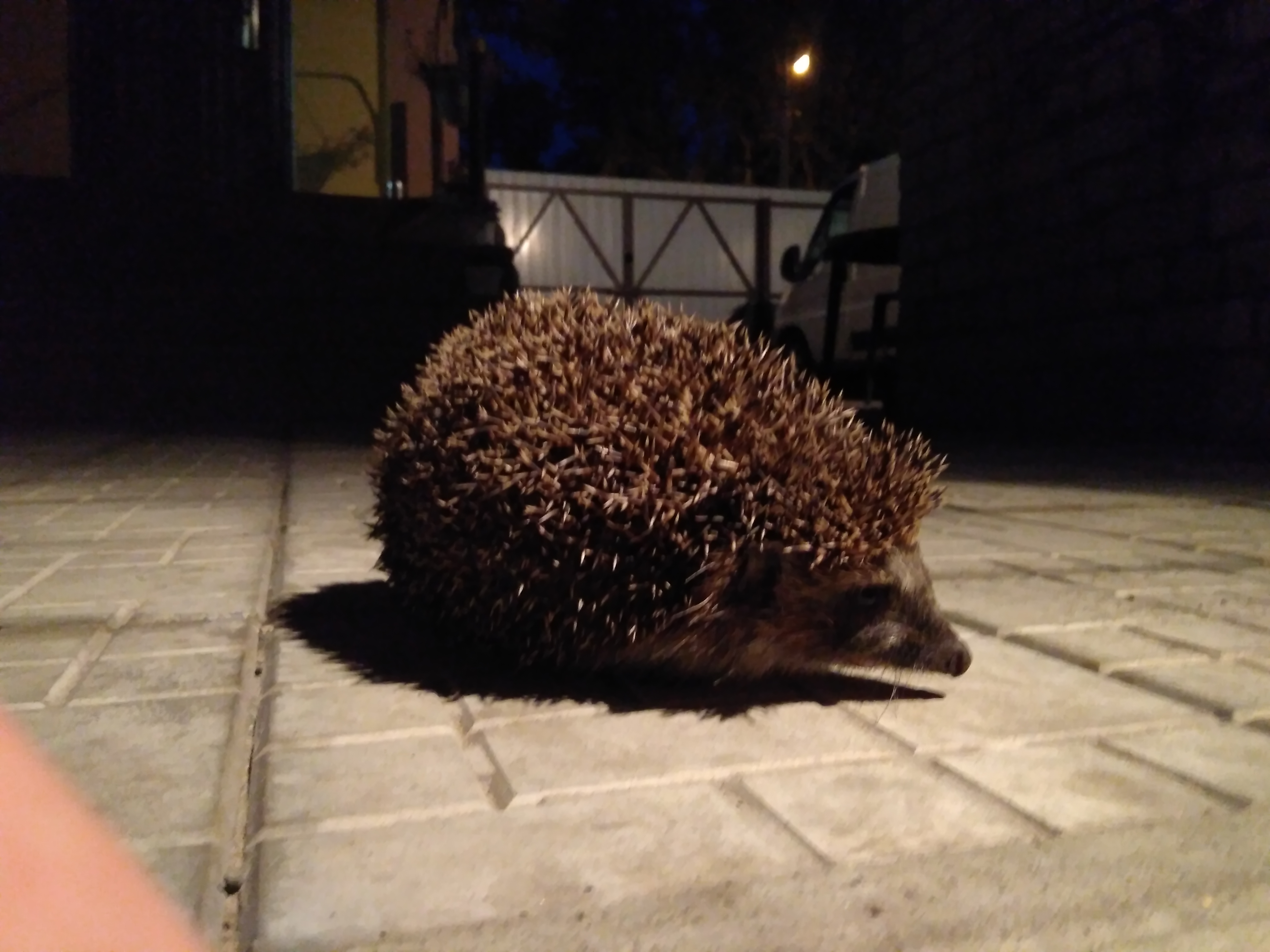 подготовка к весне 2018 "Slan" - Бодибилдинг форум AnabolicShops