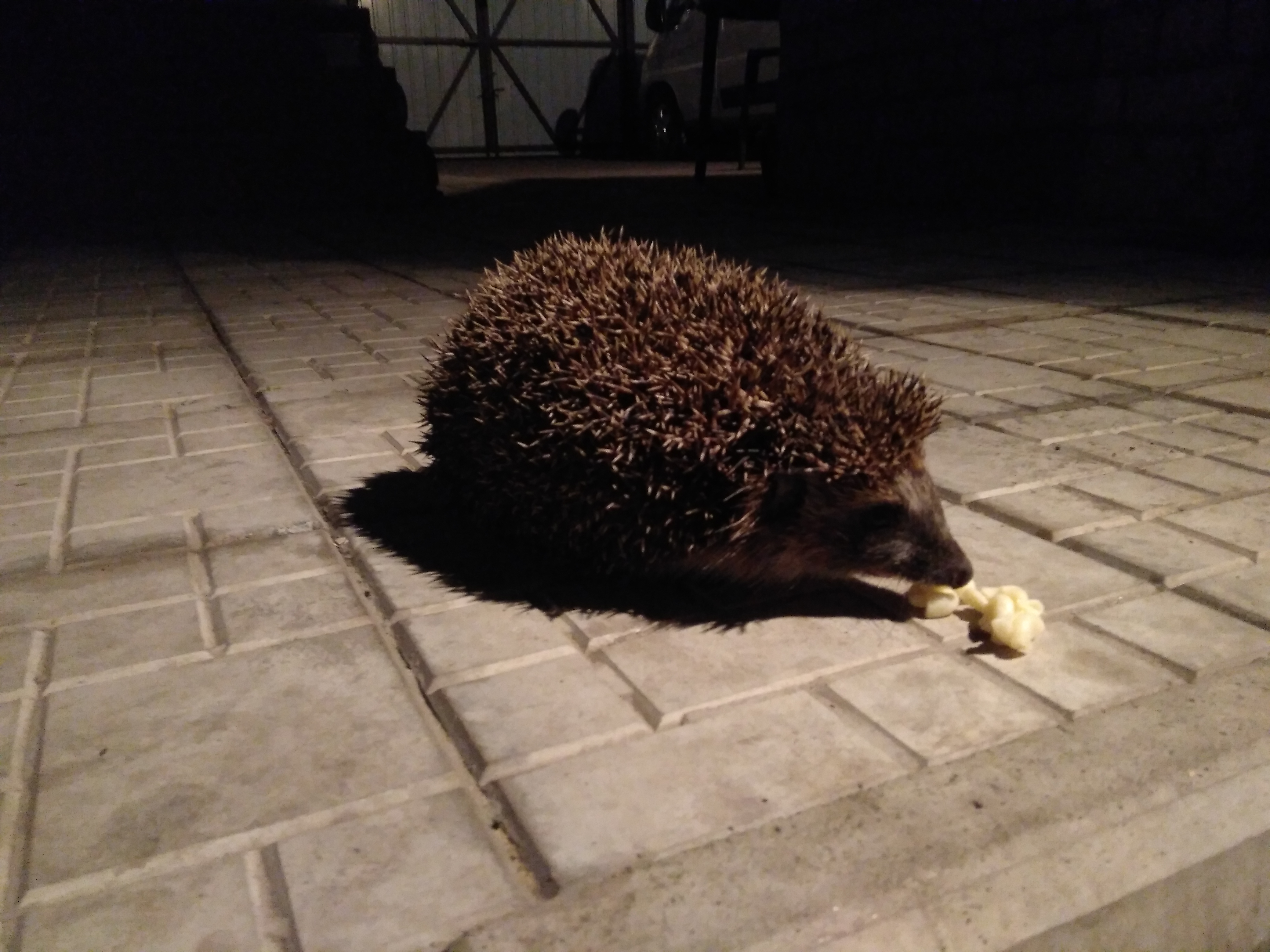 подготовка к весне 2018 "Slan" - Бодибилдинг форум AnabolicShops