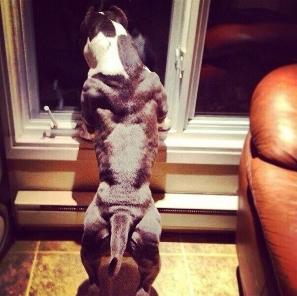 NAMASSE-SHOP - Бодибилдинг форум AnabolicShops