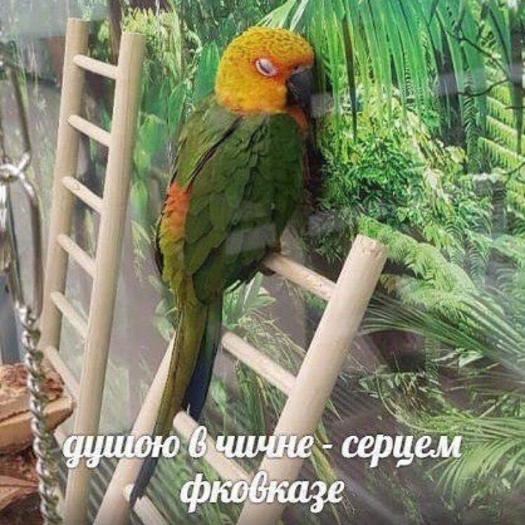 IndiaGenericPower- магазин ПКТ! - Бодибилдинг форум AnabolicShops