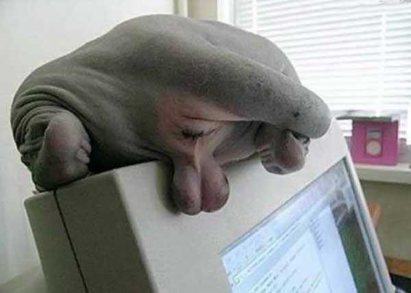 Farma-sklad надежный магазин - Бодибилдинг форум AnabolicShops