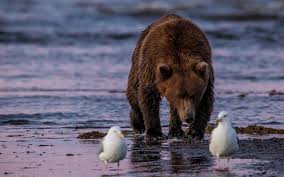 PRIME LABS - тестирование новых препаратов - Бодибилдинг форум AnabolicShops