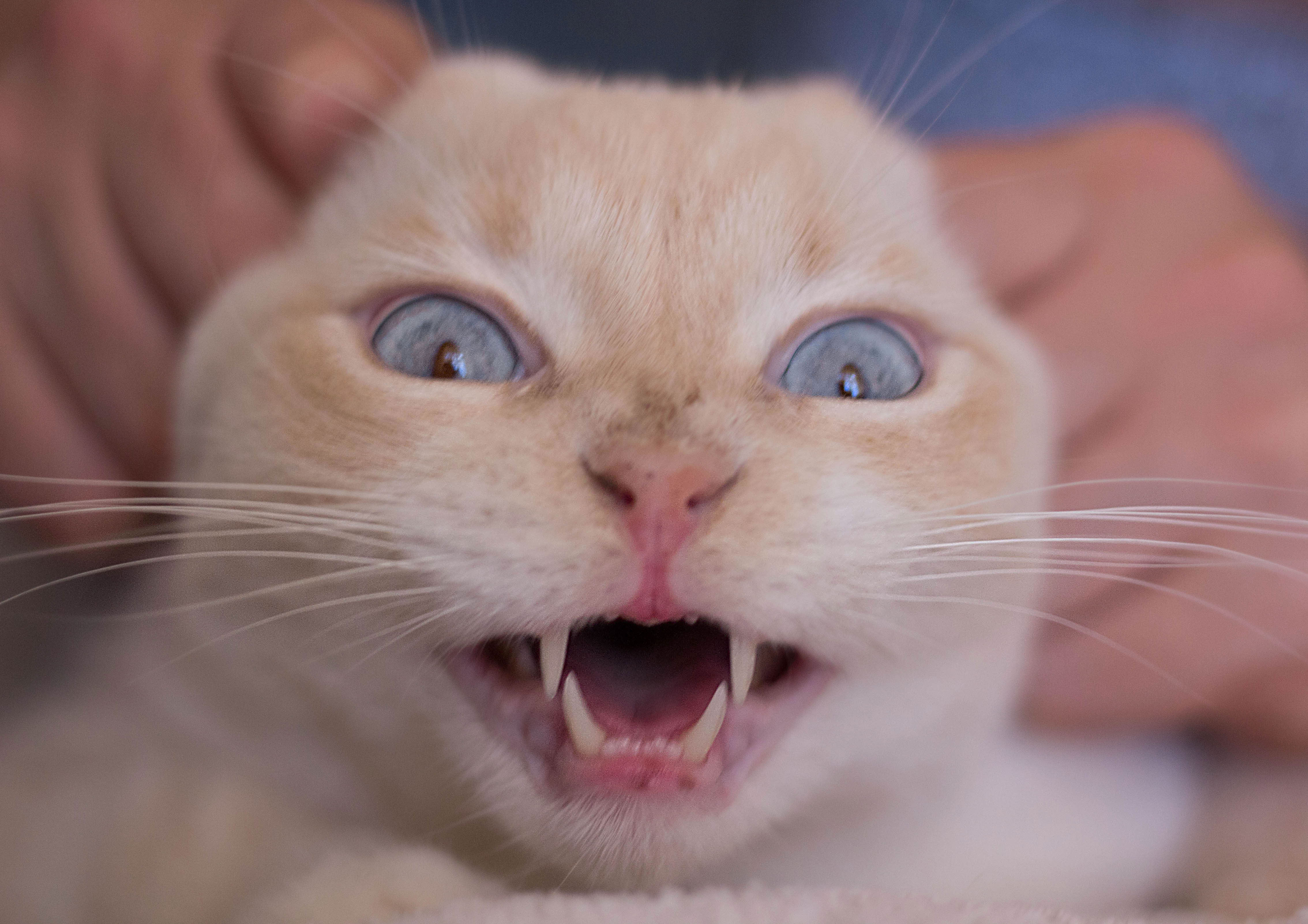 Tesla Pharmacy - производитель безумной энергии! - Бодибилдинг форум AnabolicShops