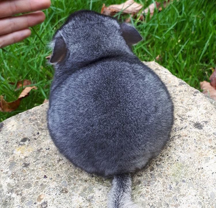 Клан МСК - Бодибилдинг форум AnabolicShops