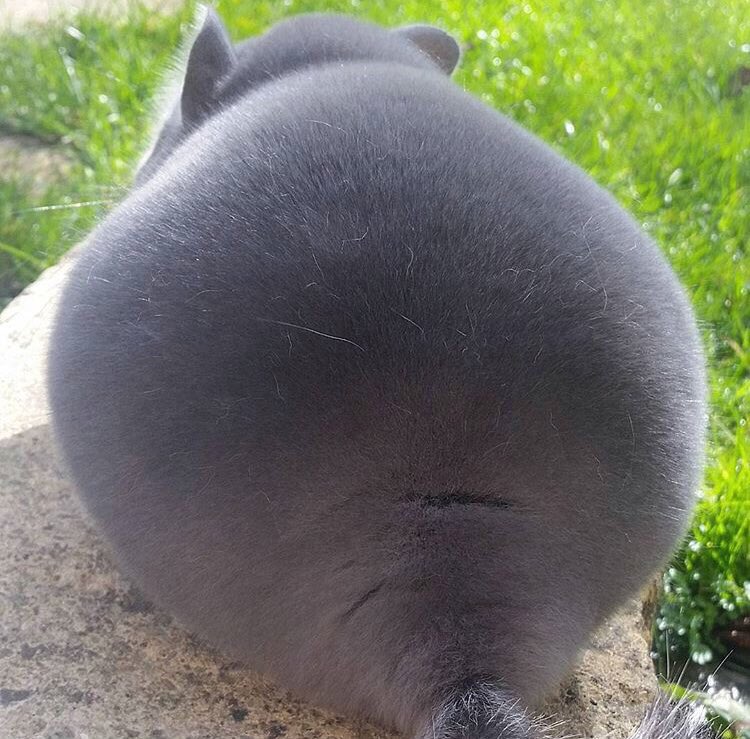 Клан МСК - Бодибилдинг форум AnabolicShops