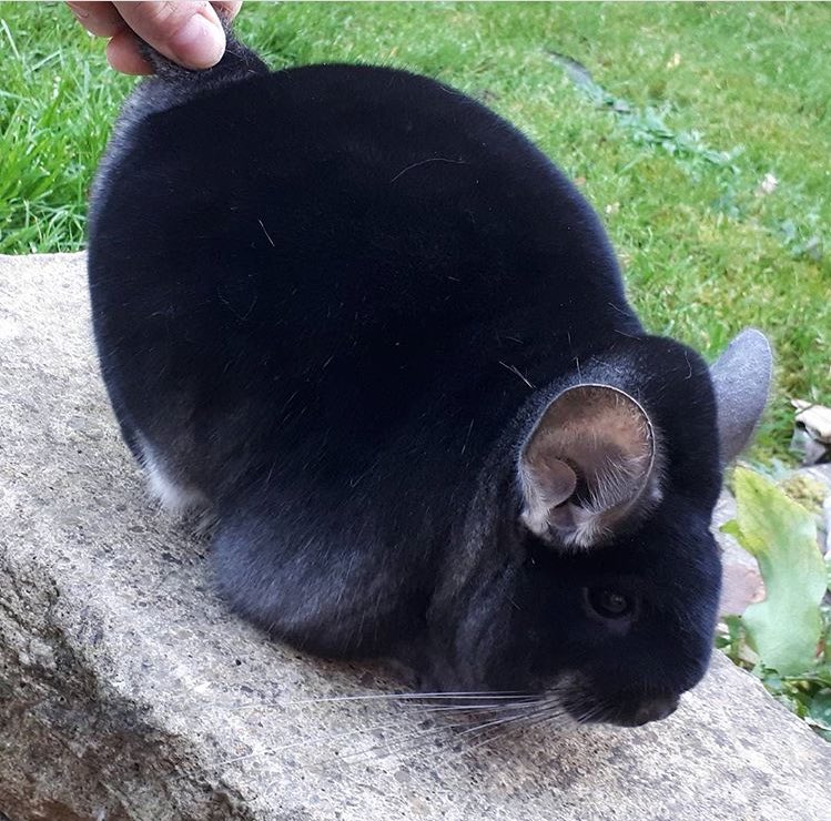 Клан МСК - Бодибилдинг форум AnabolicShops