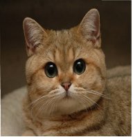 Капитан Кот...